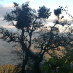 Profile picture of Hector   Son Chiché